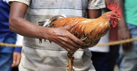rooster gaffs|cockfighting gaffs for sale.